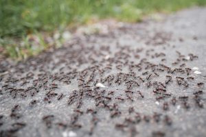 Ants in the yard and pavement.