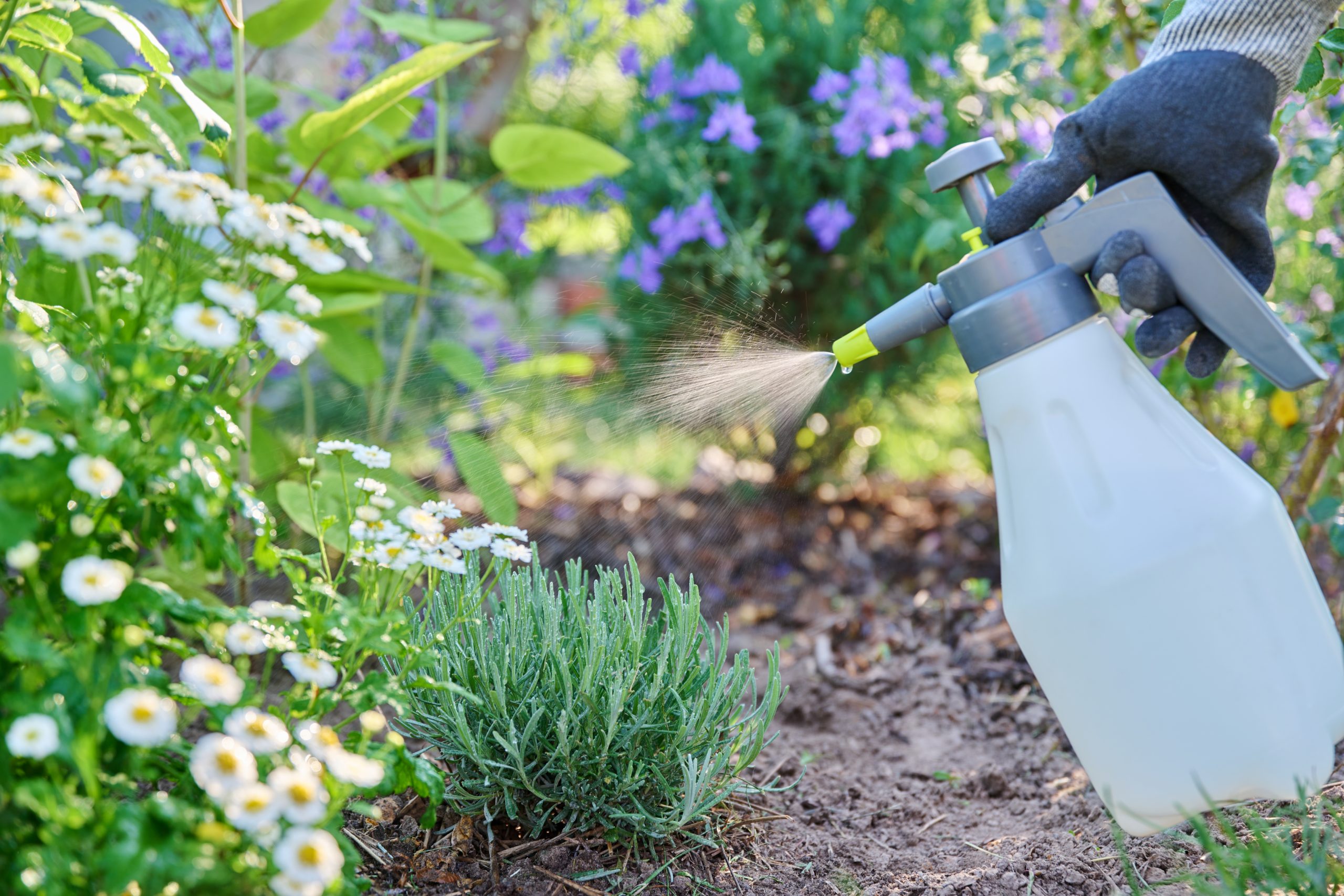 Ornamentals and flowers being sprayed/treated. 